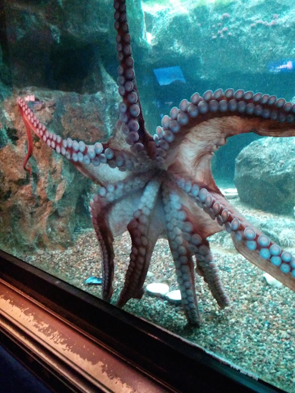RailsConf 2014 - Shedd Aquarium - Octopus