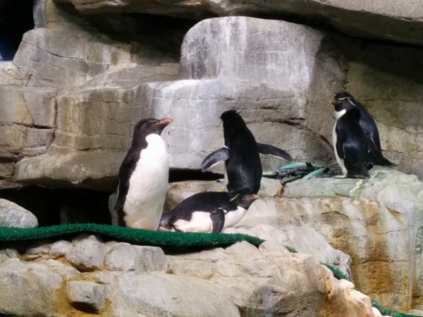 RailsConf 2014 - Shedd Aquarium - Penguins